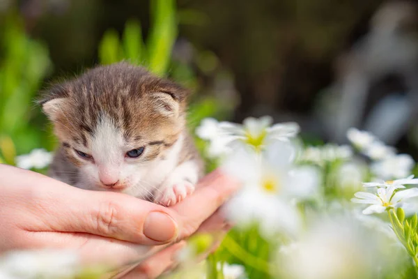 cute newborn kitten meows in hands of a person in flowers. Pets | Stock Images Page | Everypixel cute newborn kitten meows in hands of a person in flowers. Pets | Stock Images Page | Everypixel