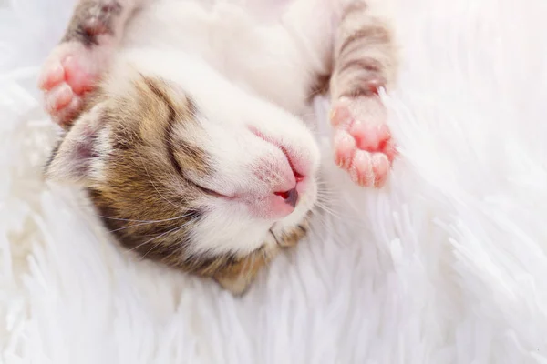 little newborn kitten lying on his back on a white fluffy blanket. Pets