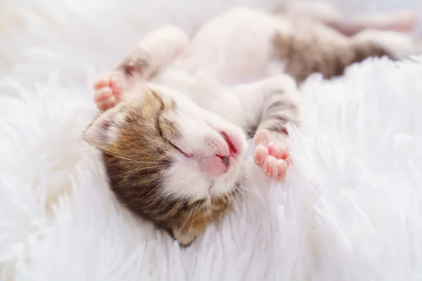 Słodkie nowonarodzone kotek leżący na plecach na białym puszystym kocu. Zwierzęta domowe — Zdjęcie stockowe