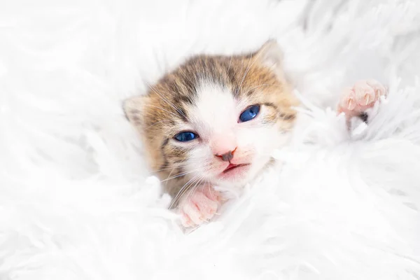 Retrato gatito recién nacido en una manta mullida blanca. Mascotas — Foto de Stock