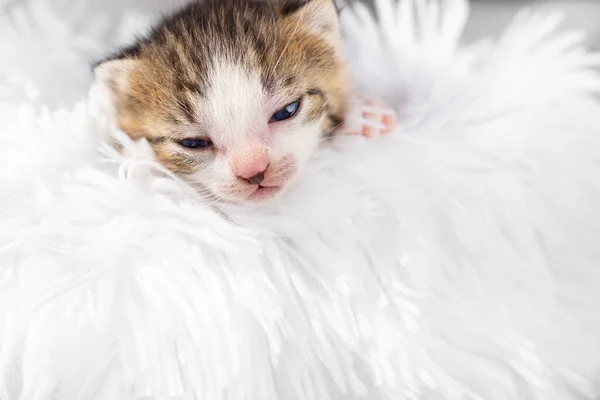 Schattig klein pasgeboren katje op een witte pluizige deken. Huisdieren — Stockfoto