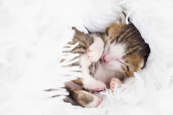 cute little newborn kitten curled up on a fluffy white blanket.