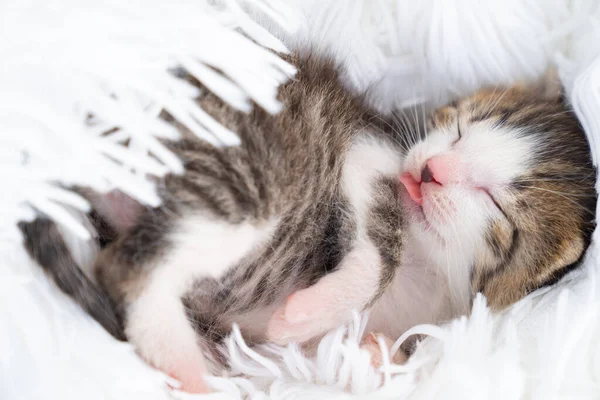 newborn kitten with his tongue curled up on a fluffy white blanket.