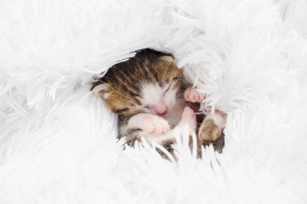cute little newborn kitten curled up on a fluffy white blanket.