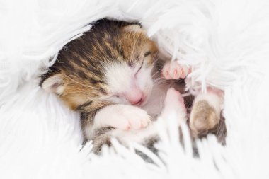Küçük yeni doğmuş kedi yavrusu kabarık beyaz bir battaniyeye kıvrılmış.