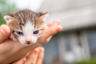 Doğada bir insanın elinde yeni doğmuş bir kedi yavrusu. Evcil hayvanlar 