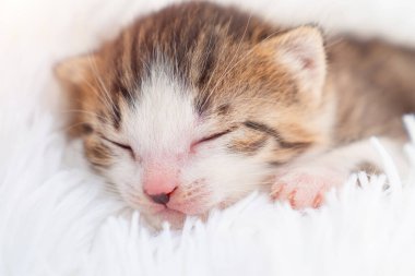 Beyaz kabarık bir battaniyenin üzerinde küçük bir yavru kedi. Evcil hayvanlar