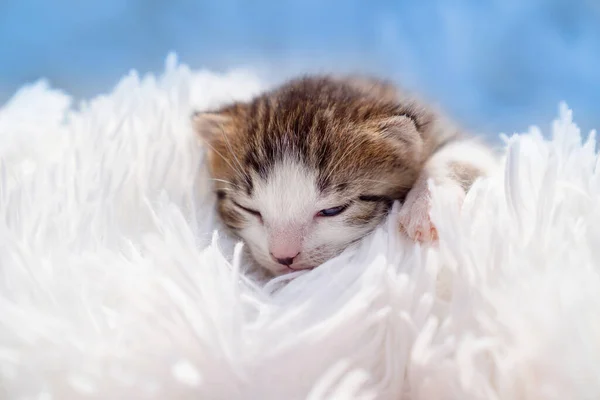 Gatinho recém-nascido bonito em um cobertor fofo branco. Animais de estimação — Fotografia de Stock