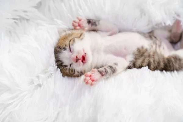 View top small newborn kitten lying on his back on a white fluffy blanket. Pets — Stock Photo, Image
