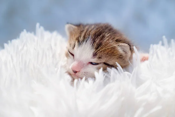 Słodkie noworodek kotek na biały puszysty koc. Zwierzęta domowe — Zdjęcie stockowe