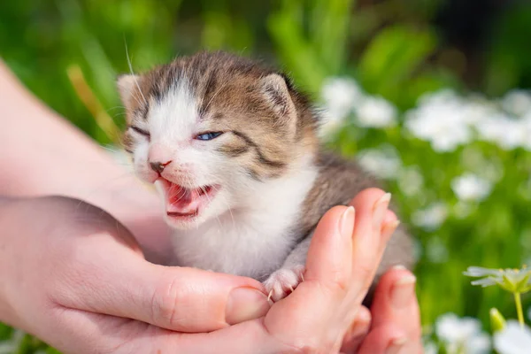 Pasgeboren kitten meeuwen in handen van een persoon in de natuur. Huisdieren — Stockfoto