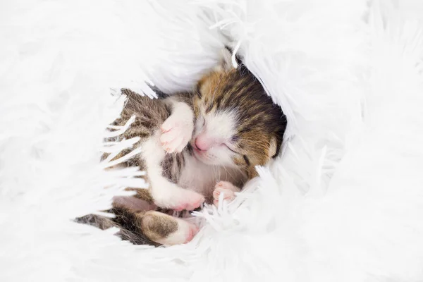 Новорожденный котенок свернулся на пушистом белом одеяле . — стоковое фото