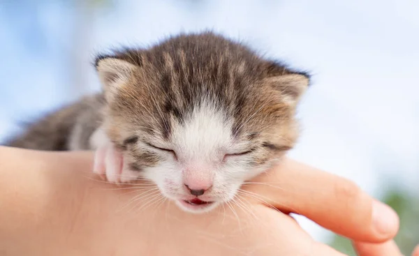 자연 속의 사람의 손에 갓 태어난 새끼 고양이. 애완 동물 — 스톡 사진