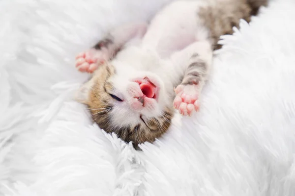view top small newborn kitten with his tongue lying on his back on a white fluffy blanket. Pets