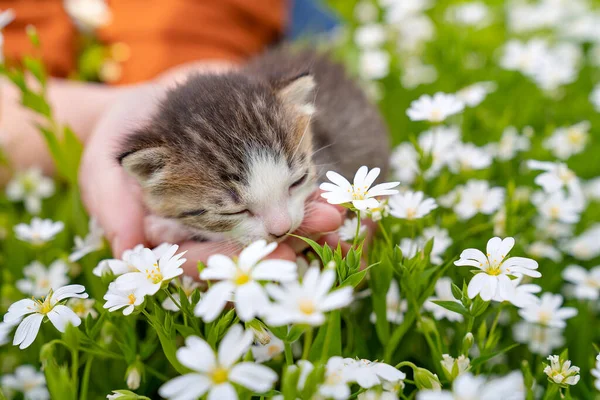 newborn kitten in hands of a person in flowers. Pets