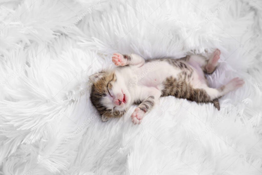 view top cute newborn kitten lying on his back on a white fluffy blanket. Pets