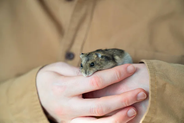 Aziatische hamster in de handen van het volk. huisdier. — Stockfoto