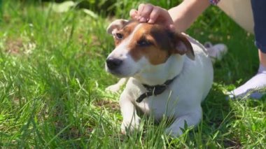 Köpek çimenlerde yatar ve çocuk elleri onu okşar.