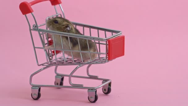 Křeček uteče a sedí v nákupním košíku — Stock video