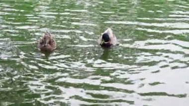 Duck ve Drake bahar havuzunda yüzüyorlar. Su birikintisindeki gölet