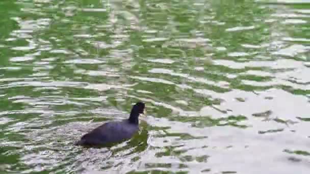 La foulque nage dans le lac printanier. l'étang dans la sauvagine . — Video