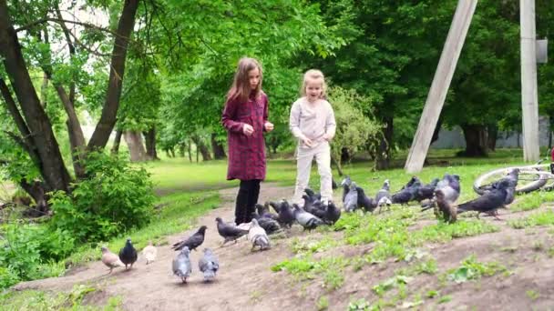Güvercin besleyen kızlar. Doğa yürür ve hayvanlara ve kuşlara bakar. — Stok video