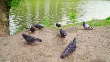 Park 'ta güvercinleri beslemek. Doğa, hayvanlar ve kuşlar için yürür ve bakar.