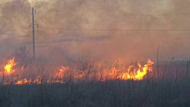 Verbrandt droog gras in de lucht rook. brandweerauto — Stockvideo