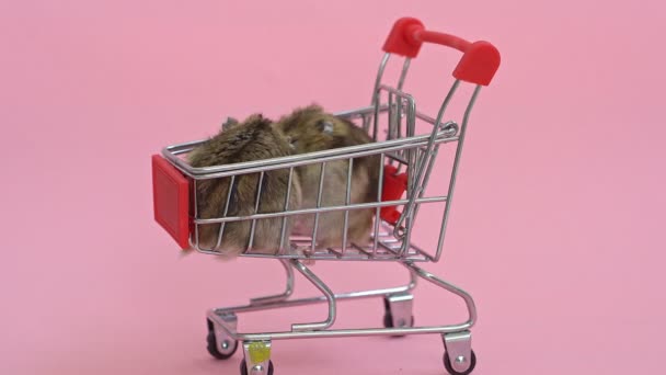 Hamsters foge e senta-se no carrinho de compras — Vídeo de Stock