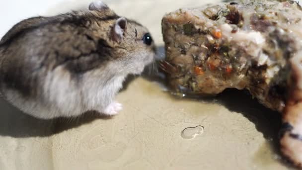 Mouse sitting in the bowl and eat fish — Stock Video