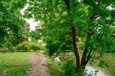 Peyzaj. Spring Park göleti. Ormanda bir yürüyüş.. 