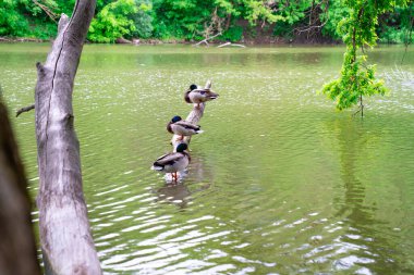 Gölet suyunun üstündeki ağacın gövdesine oturmak için perdeler.. 