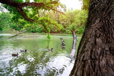 Ördekler ve drenler bahar havuzunda yüzüyorlar. Su kuşundaki gölet.