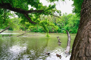 Ördekler ve drenler bahar havuzunda yüzüyorlar. Su kuşundaki gölet.