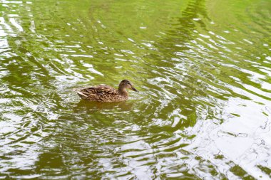 Ördek bahar havuzunda yüzüyor. Su kuşundaki gölet.