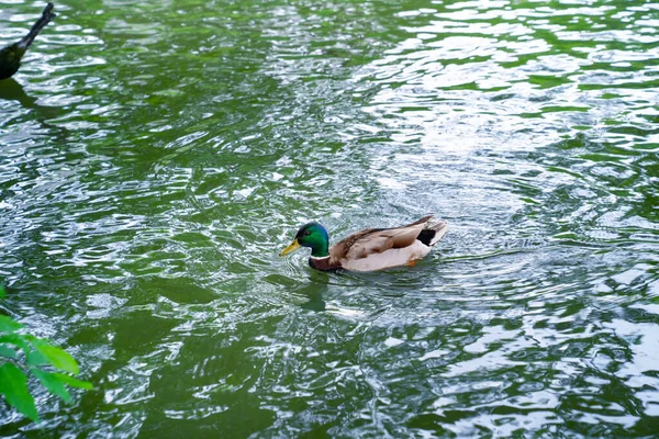 Drake está nadando en el estanque de primavera. el estanque en las aves acuáticas — Foto de Stock