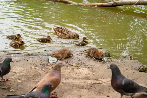 Saliva de agua, pato con patitos y palomas a orillas del río . — Foto de Stock