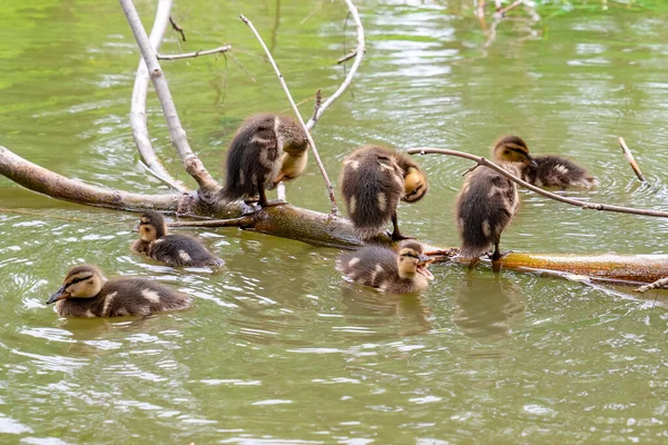 ducklings to sit on the trunk of the tree above the pond water.