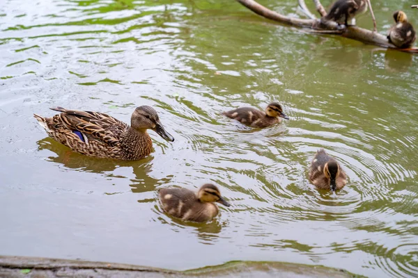 Patitos con la madre en la orilla del río. pájaros con bebés en el estanque . — Foto de Stock