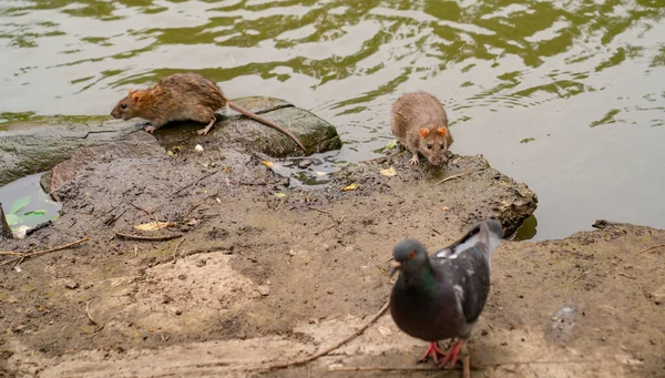 Saliva de agua y palomas a orillas del río . — Foto de Stock