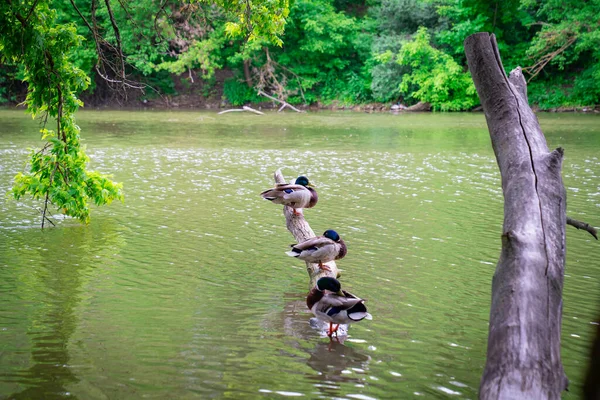 Drakes para sentarse en el tronco del árbol por encima del agua del estanque . — Foto de Stock