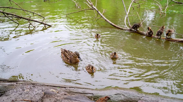 Patitos con el pato madre fueron a la orilla del río. pájaros con bebés en el estanque . — Foto de Stock