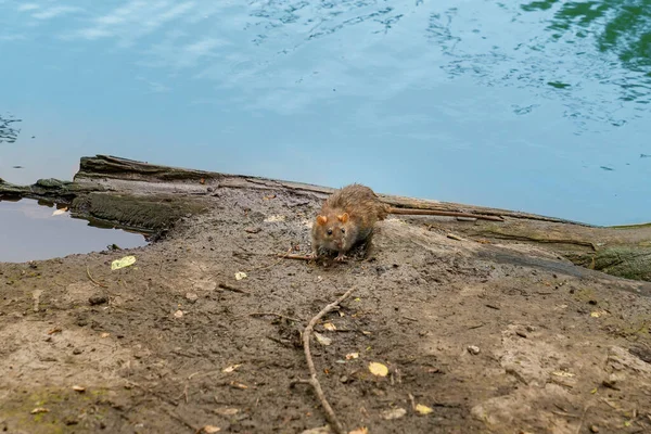 Vole d'acqua o ratto sul lungomare. roditori che vivono nei fiumi . — Foto Stock
