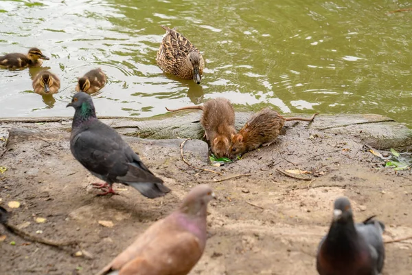 Saliva de agua, pato con patitos y palomas a orillas del río . — Foto de Stock