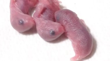 Asyalı yeni doğmuş Djungarian hamsterları. Doğumdan sonraki ilk gün.