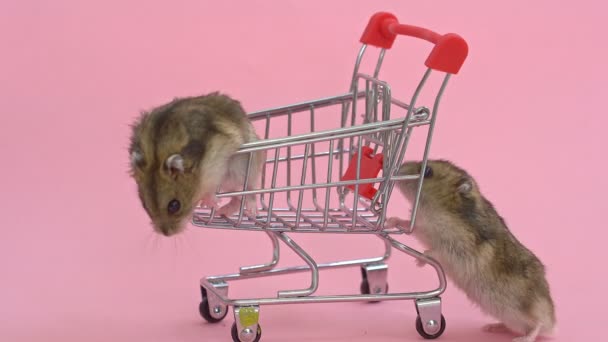 Hamstrar springer iväg och sitter i kundvagnen — Stockvideo