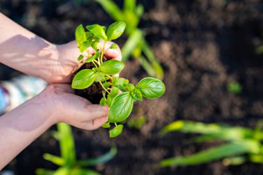 Genç yeşil bitki ellerinde. Bahçecilik ve peyzaj. ekoloji kavramı 