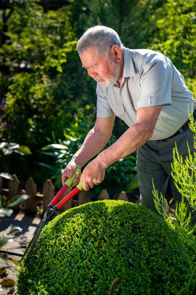 Un anciano con tijeras para cortar arbustos cizalla boj en forma de bola . — Foto de Stock