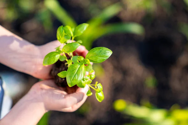 Fiatal zöld növény a kezében. kertészet és tájrendezés. az ökológia fogalma — Stock Fotó