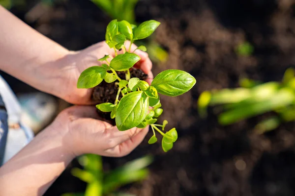 Fiatal zöld növény a kezében. kertészet és tájrendezés. az ökológia fogalma — Stock Fotó